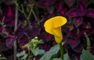 Calla Lily Flower