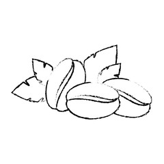 coffee bean icon over white background vector illustration