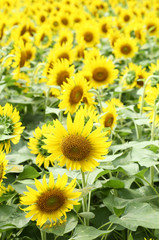 Obraz premium ひまわり