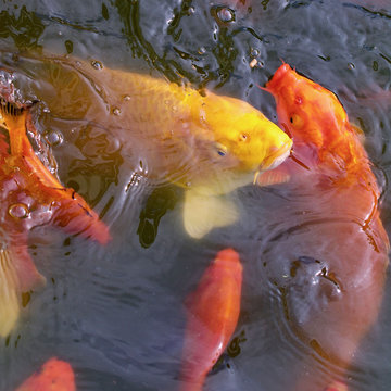 441 Best Coy Fish Images Stock Photos Vectors Adobe Stock