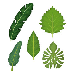 white background with set of green leaves vector illustration