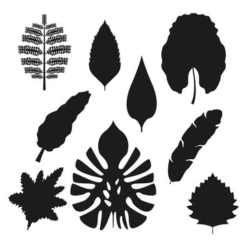 white background with set brown color types of tropical leaves with branches vector illustration