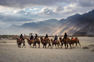 Group of tourist riding camel with light casting on moutain range view in Hunder sand dunes, Nubra valley, Ladakh