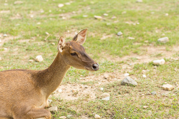 Portrait of young deer