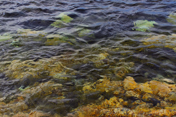 Coral Sea above Water