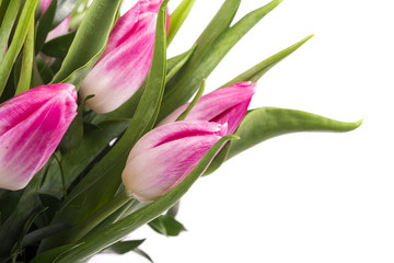 Beautiful bouquet of pink tulips at white background isolated, mother's Day