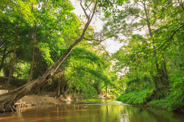 Fototapeta na wymiar Sunlight through leaves of trees in tropical rainforest park in Thailand with beautiful clear pond and old big tree on foreground