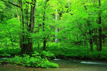 Fototapeta premium Oirase górski strumień w lecie