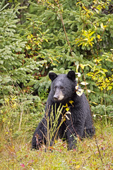 Black Bear sitting in the rain, at edge of forest