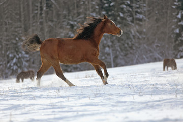 Bay Arabian galloping in meadow on fresh snow