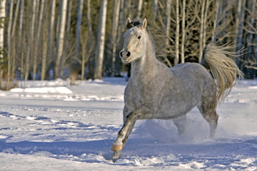 Purebred gray Arabian Mare, galloping in snow