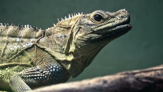 Philippine sailfin lizard, crested (Hydrosaurus pustulatus) 