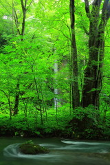Obraz premium 夏の奥入瀬渓流