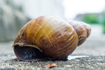 slow snail