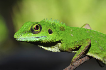 green lizard