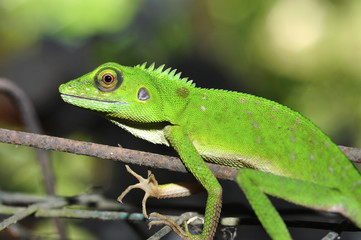 green lizard