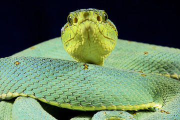 Fototapeta premium Green jararaca, Bothrops bilineatus bilineatus