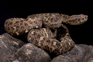 Obraz premium Speckled forest-pitviper, Bothriopsis taeniata taeniata