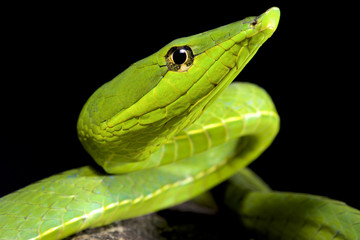 South American green vine snake, Oxybelis fulgidus
