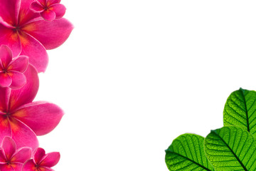 plumeria pink flower and Green leaves with raindrop isolated background