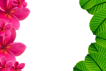 plumeria pink flower and Green leaves with raindrop isolated background