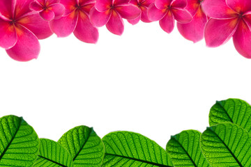 plumeria pink flower and Green leaves with raindrop isolated background