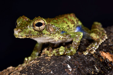 Forest Bromeliad Treefrog, Osteocephalus cabrerai
