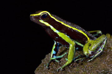 Three-striped poison dart frog, Amereega trivittatus