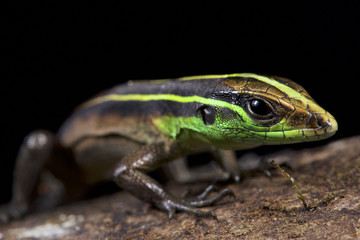 Striped forest whiptail, Kentropyx calcarata