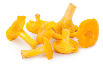 Yellow chanterelles
