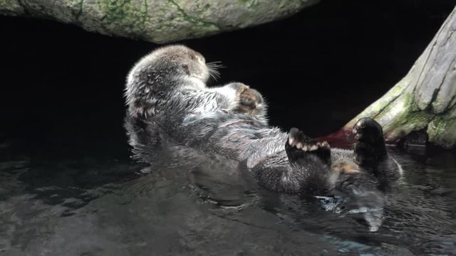Kalan Sea otter in water