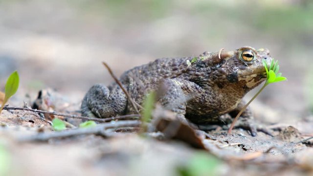 Bufo bufo or European toad walking in spring forest