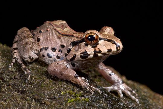 Knudsen's frog, Leptodactylus knudseni