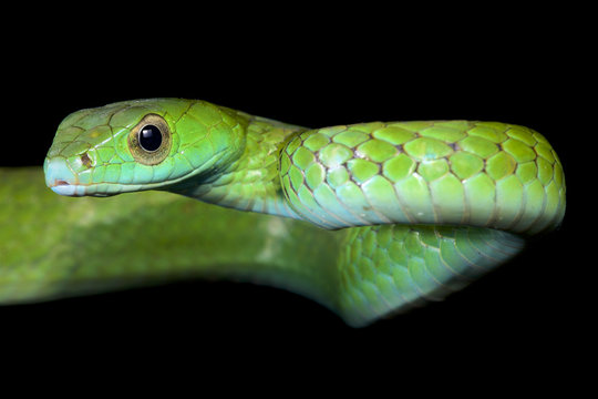 Smooth machete snake, Chironius scurrulus