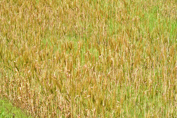 Wheat field in Japan