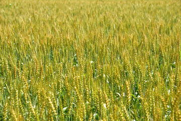 Wheat field in Japan