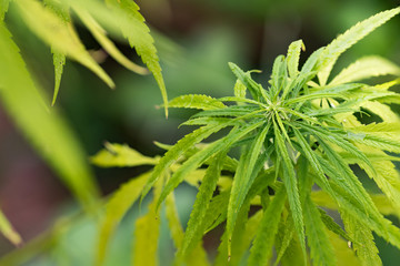 Marijuana Leaf with Marijuana young Plants in dark Background