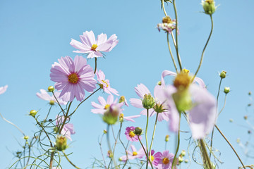 コスモス