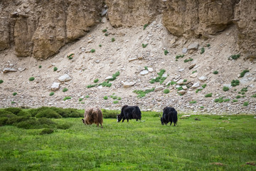 Flock of Yaks along the road to Tso  Moriri in Ladakh, India