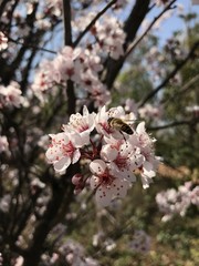 Abeille qui butine un prunus en fleurs 