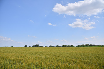 Wheat field in Japan