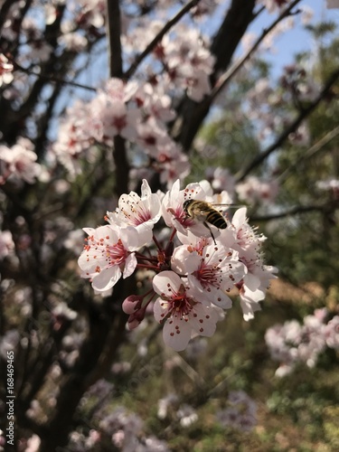 Abeille Qui Butine Un Prunus En Fleurs Stock Photo And
