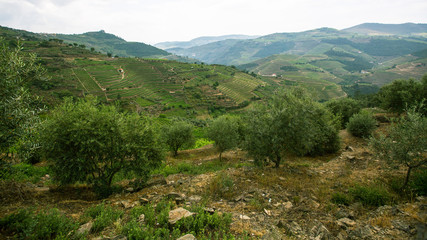 Hills of Douro Valley, Portugal.