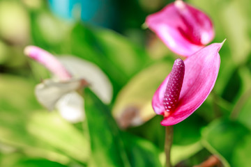 Flamingo flower in natural background