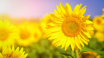 Obraz premium Bright young sunflower yellow without seeds on a background of a blurry sunflower field and a blue sky on a bright sunny summer day