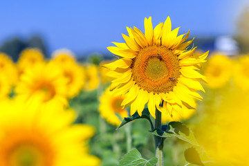 Fototapeta premium Bright young sunflower yellow without seeds on a background of a blurry sunflower field and a blue sky on a bright sunny summer day