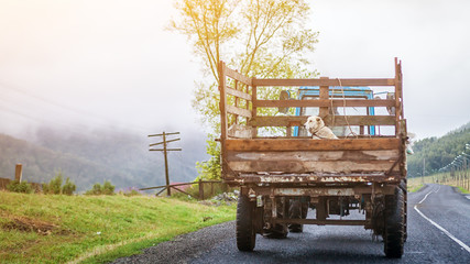 A white dog sits in the back of an old truck driving along an asaltic road through a village in a mountainous area of Altai, on a mountainside, power lines, a green field, trees on a summer day