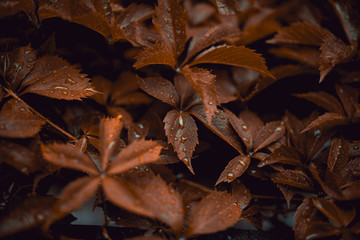 Brown leafs of Five-leaf vines Parthenocissus quinquefolia with drops of rain on top. Close up photography with macro view