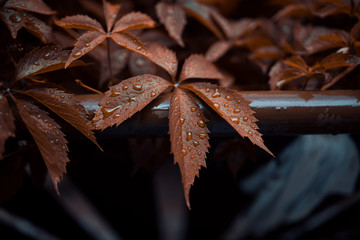 Brown leafs of Five-leaf vines Parthenocissus quinquefolia with drops of rain on top. Close up photography with macro view. Wallpaper or background