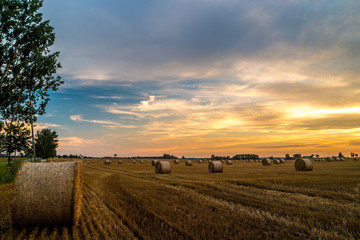 Field of cereal after harvest at sunset.